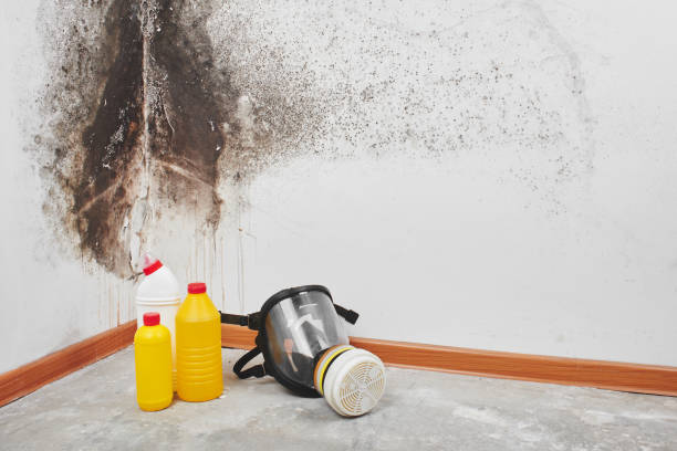 Reliable Twin City, GA Mold Removal Solutions